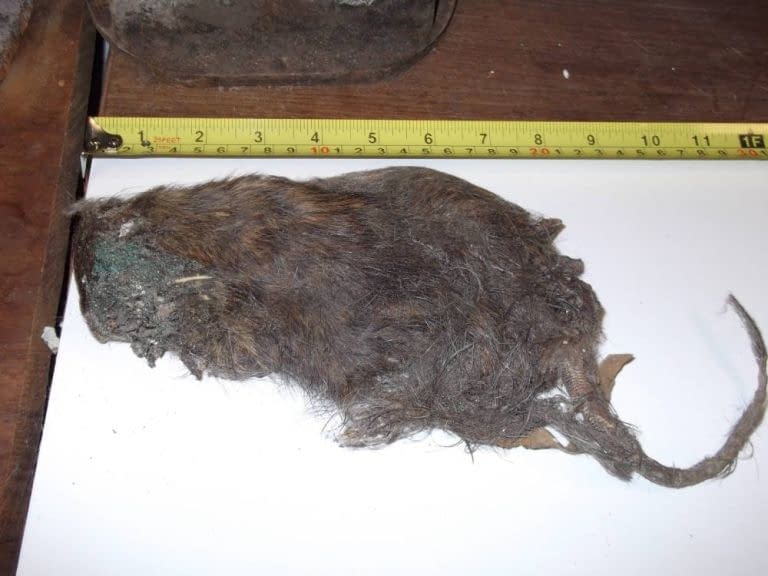 1 Foot Long Rodent Found Inside Indian Restaurant